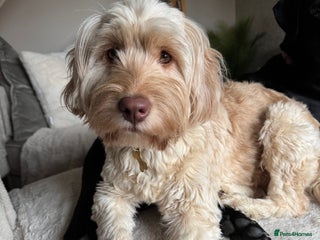 Labradoodle dogs Barbara needs a new loving home - Advert 4