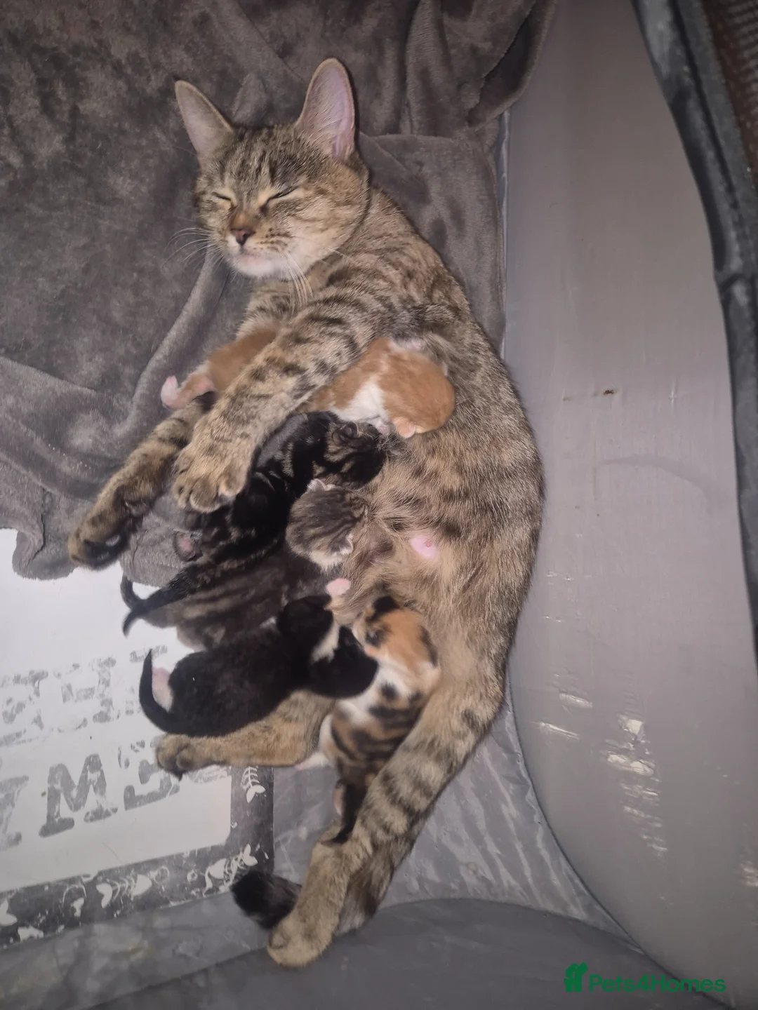 Mixed Breed cats for sale: MIXED TABBY KITTENS  - Advert 2