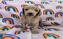 Miniature Poodle dogs for sale: Stunning Red & Phantom Poodles - Image 24