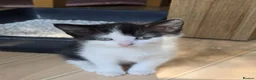 Mixed Breed cats for sale: Black and white kittens - Advert 1