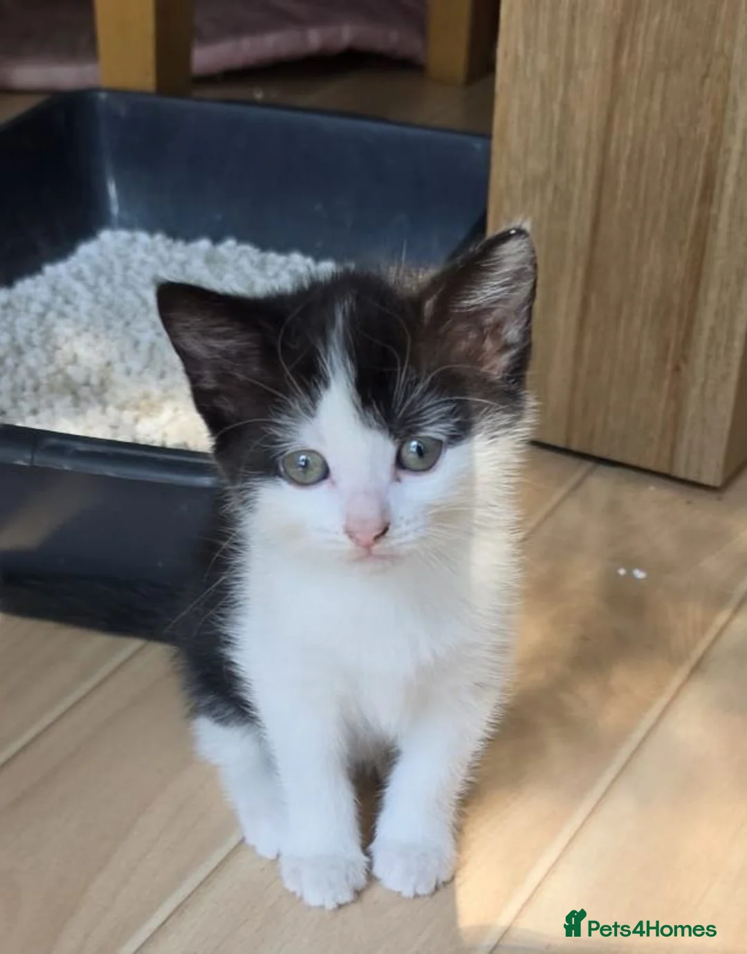 Mixed Breed cats for sale: Black and white kittens - Advert 1
