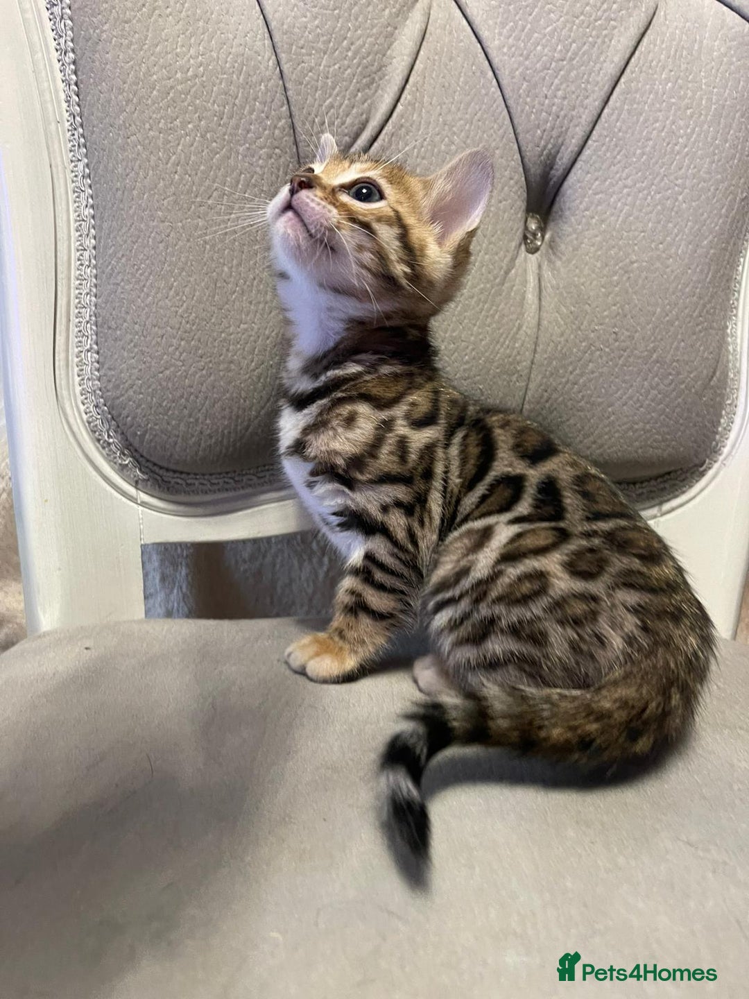 Bengal cats for sale: 5 Outstanding bengal kittens ready for a family  - Advert 4
