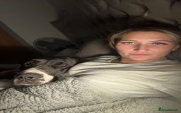 Great Dane dogs for sale: Beautiful 3 year old bitch needs new home asap - Image 8