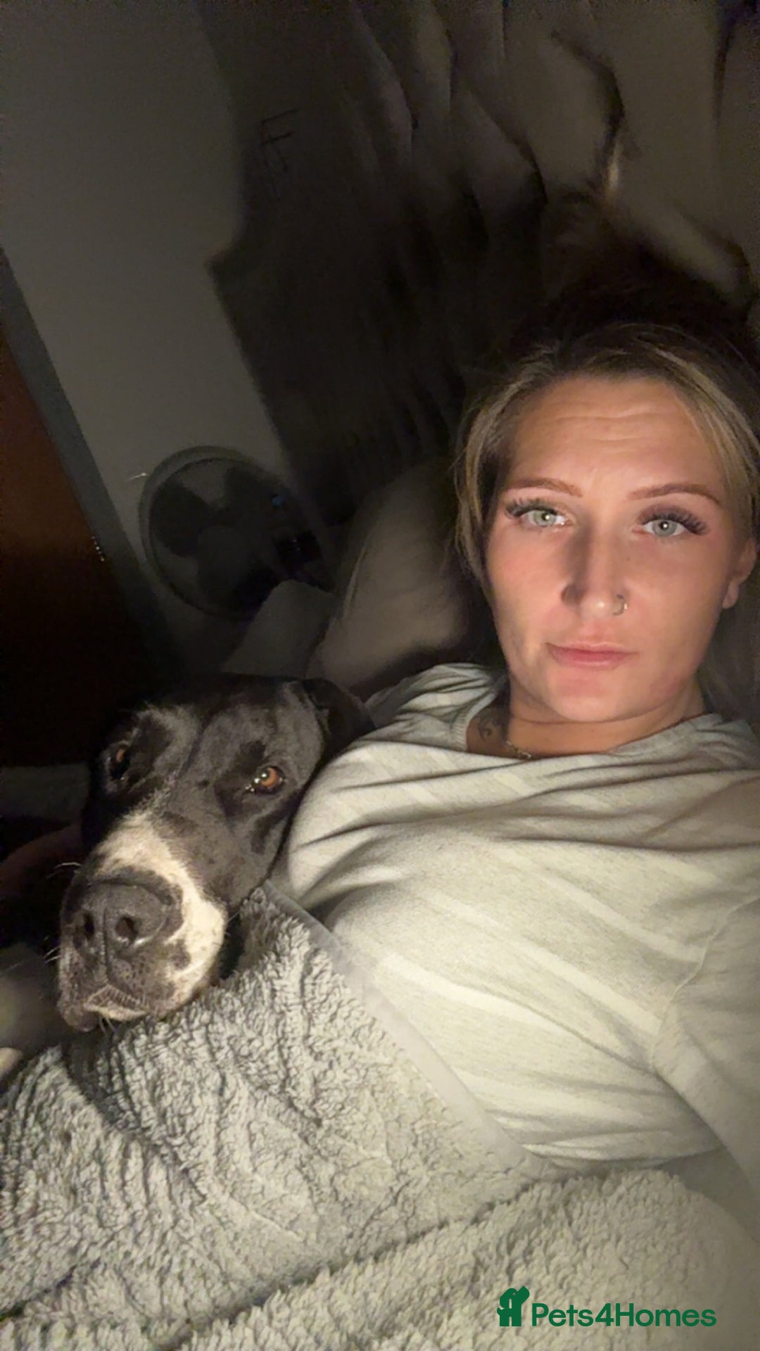 Great Dane dogs for sale: Beautiful 3 year old bitch needs new home asap - Image 8