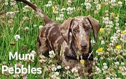 Miniature Dachshund dogs for sale: QUALITY MINIATURE DACHSHUND SMOOTH PUPS - Image 15