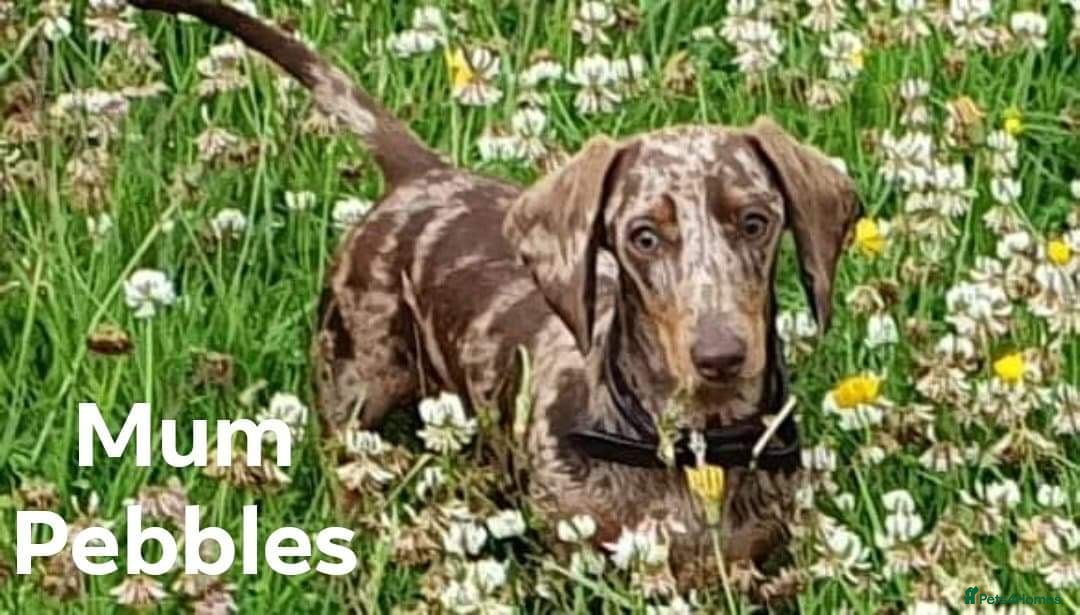 Miniature Dachshund dogs for sale: QUALITY MINIATURE DACHSHUND SMOOTH PUPS - Image 15