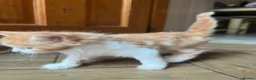 British Longhair cats for sale: Kittens in Romford - Advert 12