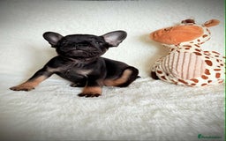 French Bulldog dogs for sale: 3 lovely French bulldogs for sale  - Image 2