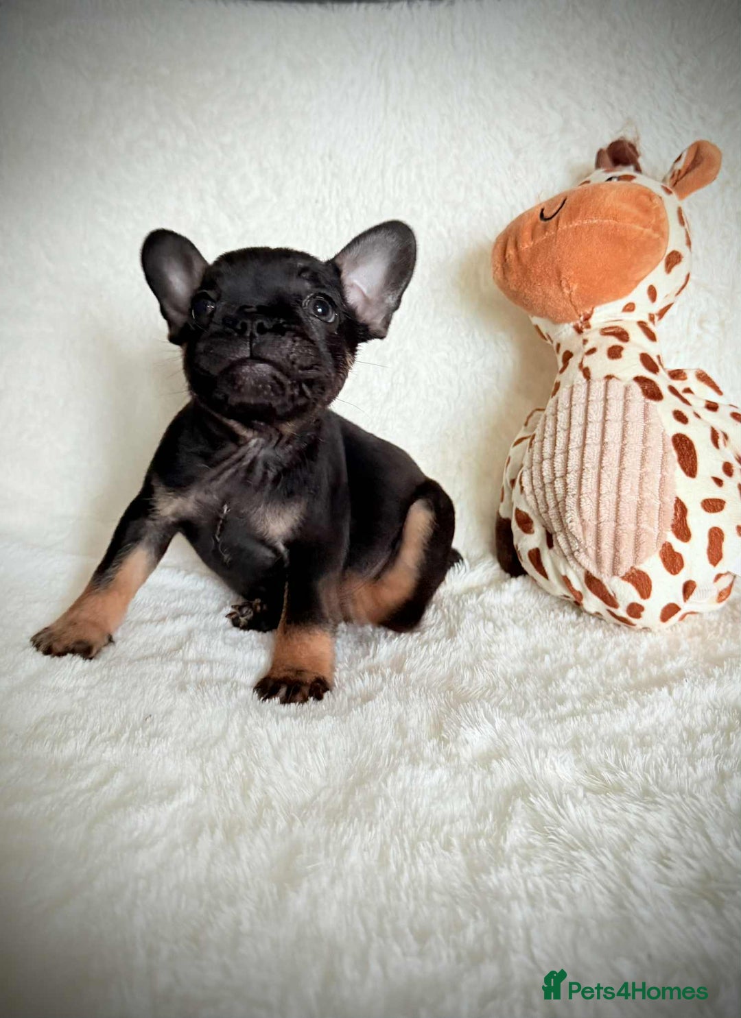 French Bulldog dogs for sale: 3 lovely French bulldogs for sale  - Image 2