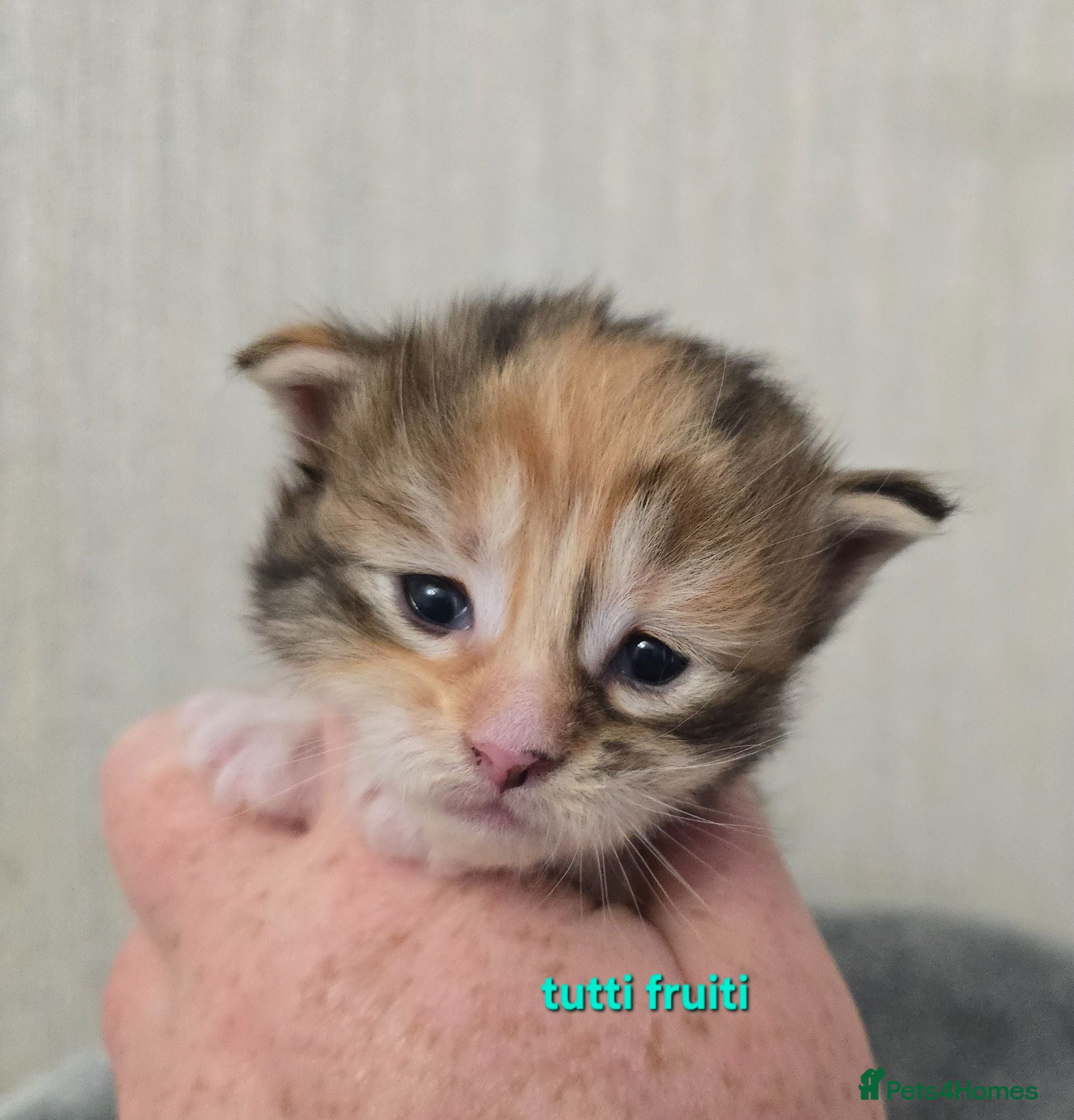 Maine Coon cats Beautiful Maine Coon Kittens  - Advert 1