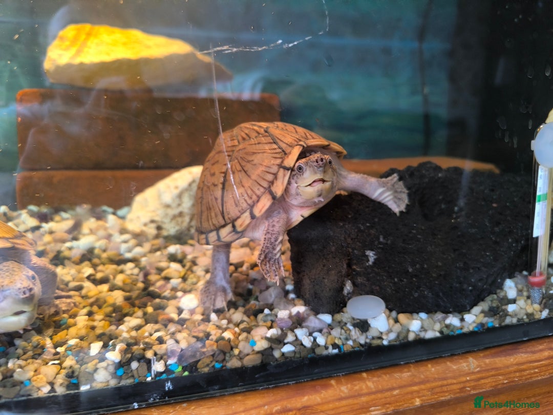 Turtle reptiles for sale: 2xRazor backed turtle male and female - Image 5