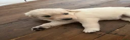 Golden Retriever dogs for sale: Golden Retrievers pure breed puppies - Advert 12