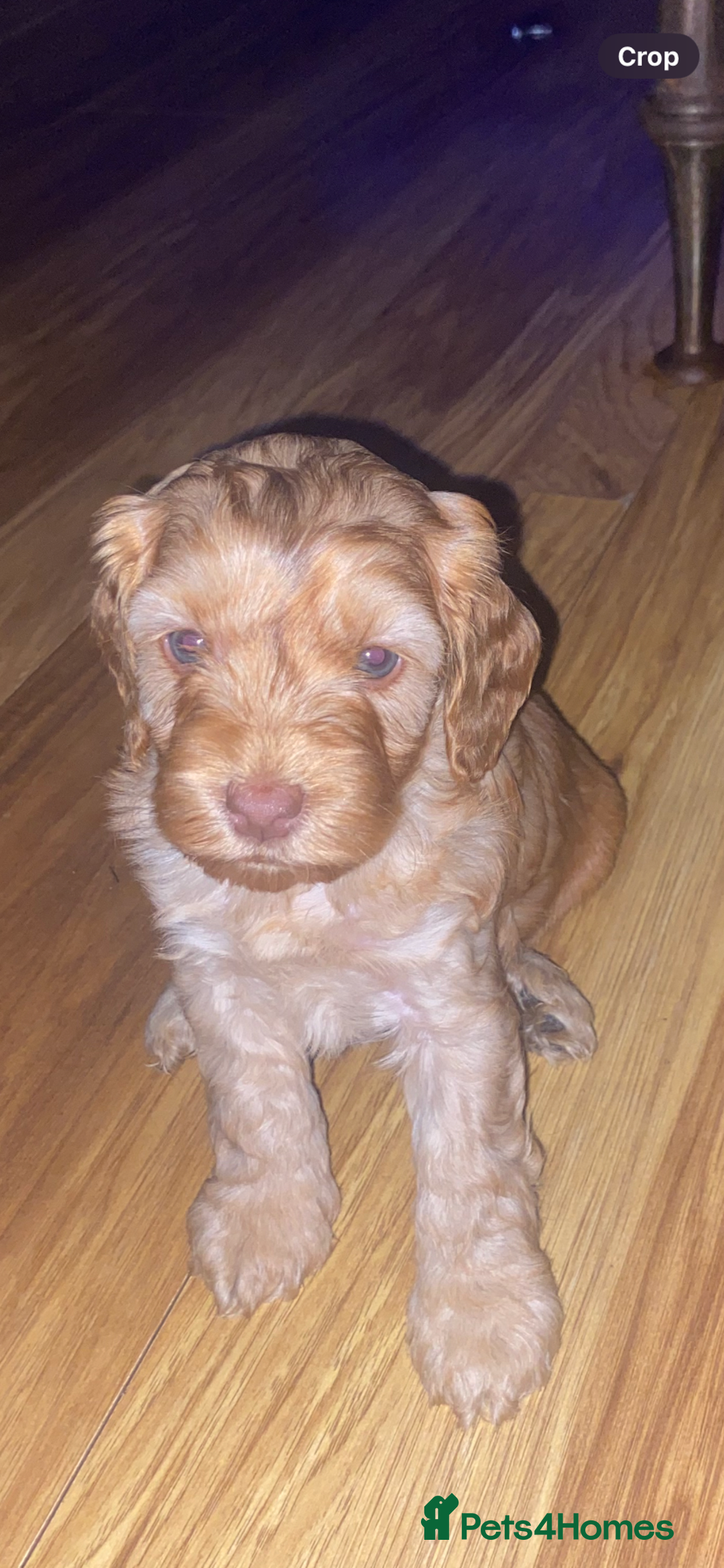 Cockapoo dogs for sale: F2 Cockapoo pups  - Image 23