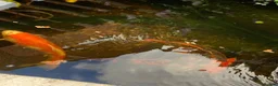 Koi Carp fish for sale: Koi carp  in Wolverhampton - Advert 3