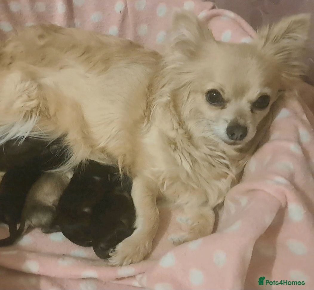 Chihuahua dogs Long Coat Chihuahua puppies - Advert 4
