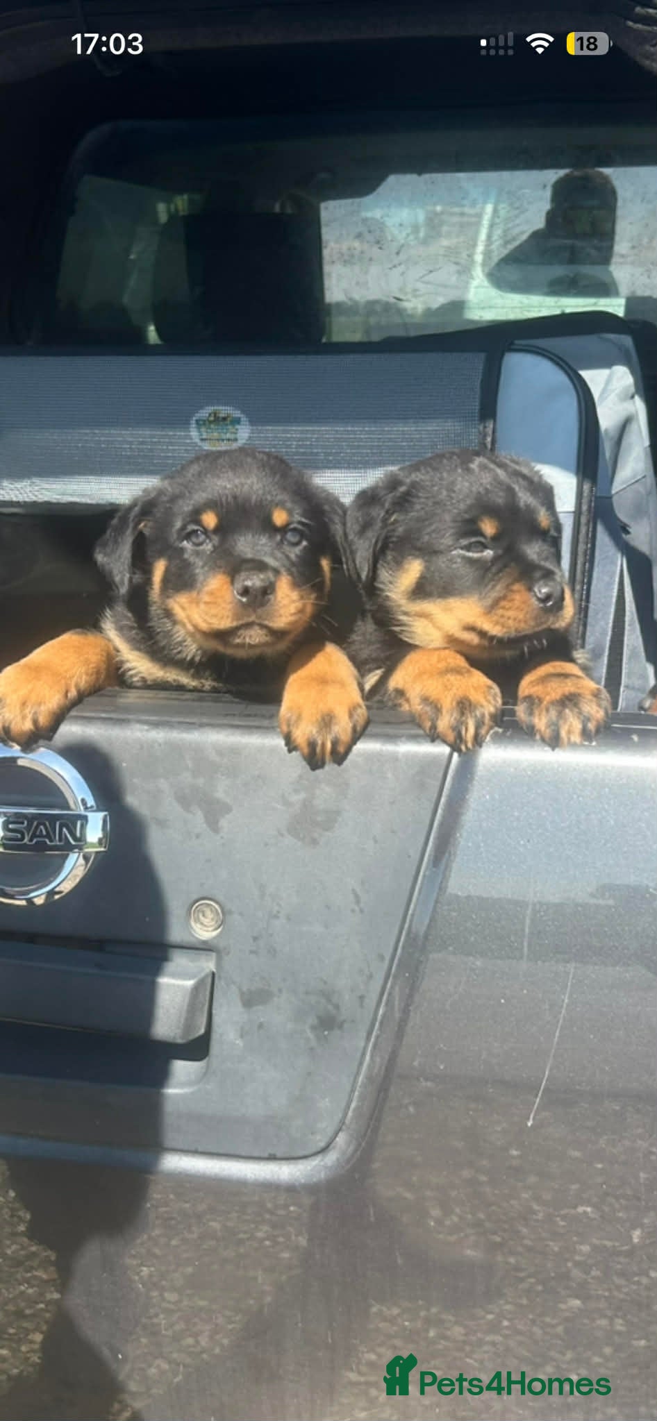 Rottweiler dogs Gorgeous Rottweiler puppies - Advert 11