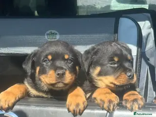 Rottweiler dogs Gorgeous Rottweiler puppies - Advert 9