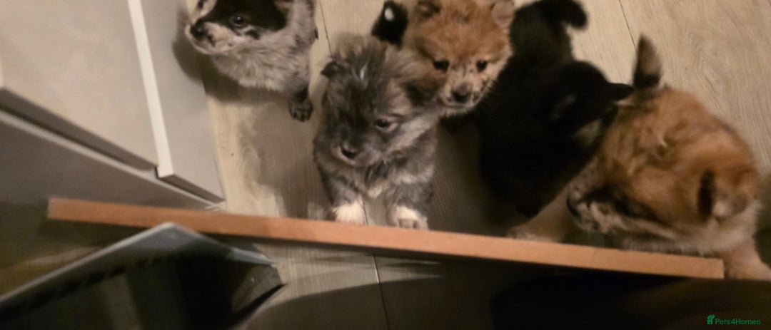 Mixed Breed dogs for sale: Adorable Merle Chowski's for sale  - Advert 23