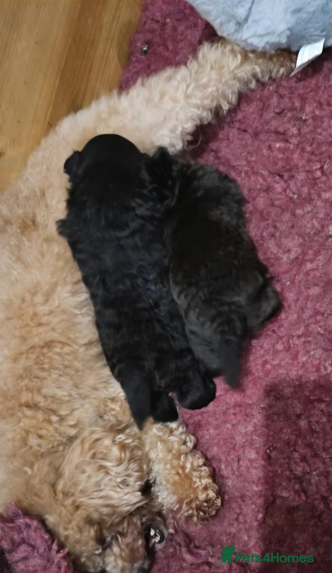 Pomapoo dogs for sale: Pomapoo - Advert 7