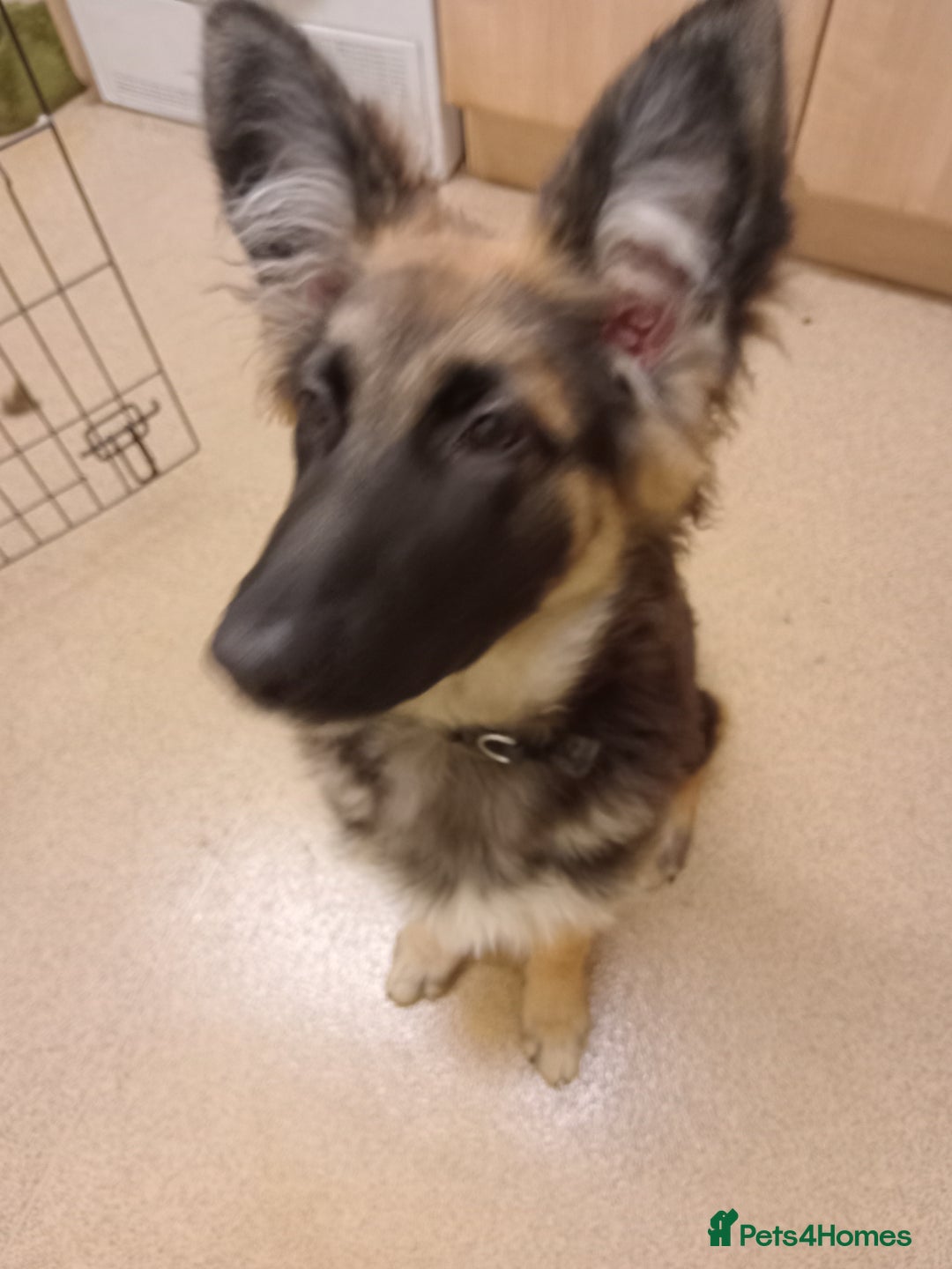 German Shepherd dogs for sale: German shepard puppy - Advert 1