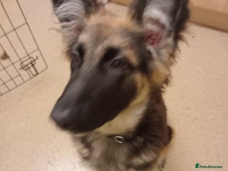 German Shepherd dogs German shepard puppy - Advert 1