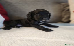 Cocker Spaniel dogs for sale: Cocker Spaniel Puppies🐕🐕 READY 30TH NOVEMBER 💙 - Advert 5