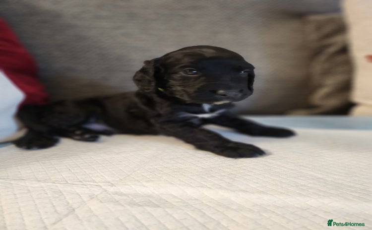 Cocker Spaniel dogs - Advert 4