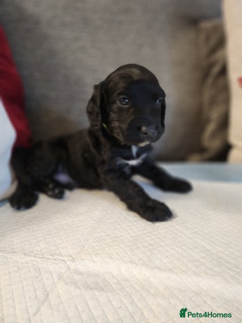 Cocker Spaniel dogs - Advert 4