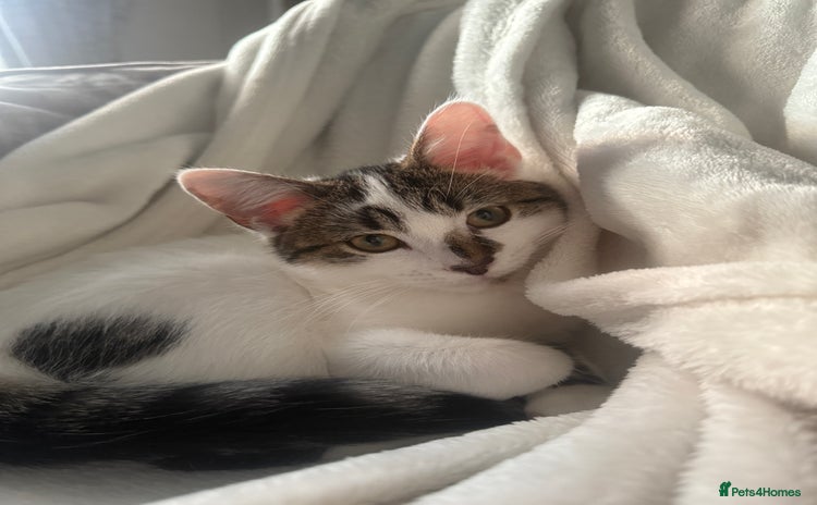 Mixed Breed cats - Advert 6