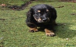 Dachshund dogs for sale: Mini Long Haired Dachshund Boys - Image 7
