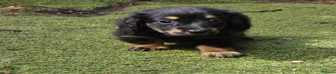 Dachshund Puppy 2