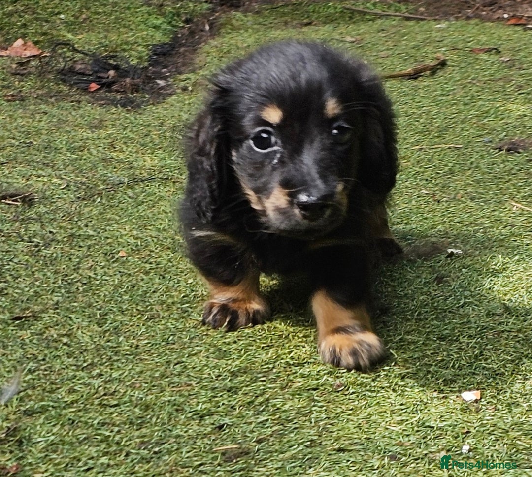 Dachshund dogs for sale: Mini Long Haired Dachshund Boys - Image 7