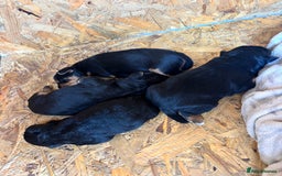 Patterdale Terrier dogs for sale: ❤️❤️Rosie & bobs litter ❤️❤️ - Image 21
