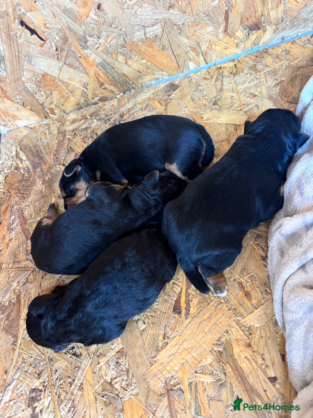Patterdale Terrier dogs for sale: ❤️❤️Rosie & bobs litter ❤️❤️ - Image 21