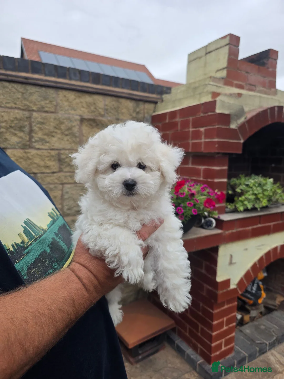 Bichon Frise dogs for sale: KC Bichon Frise ready to go - Advert 2