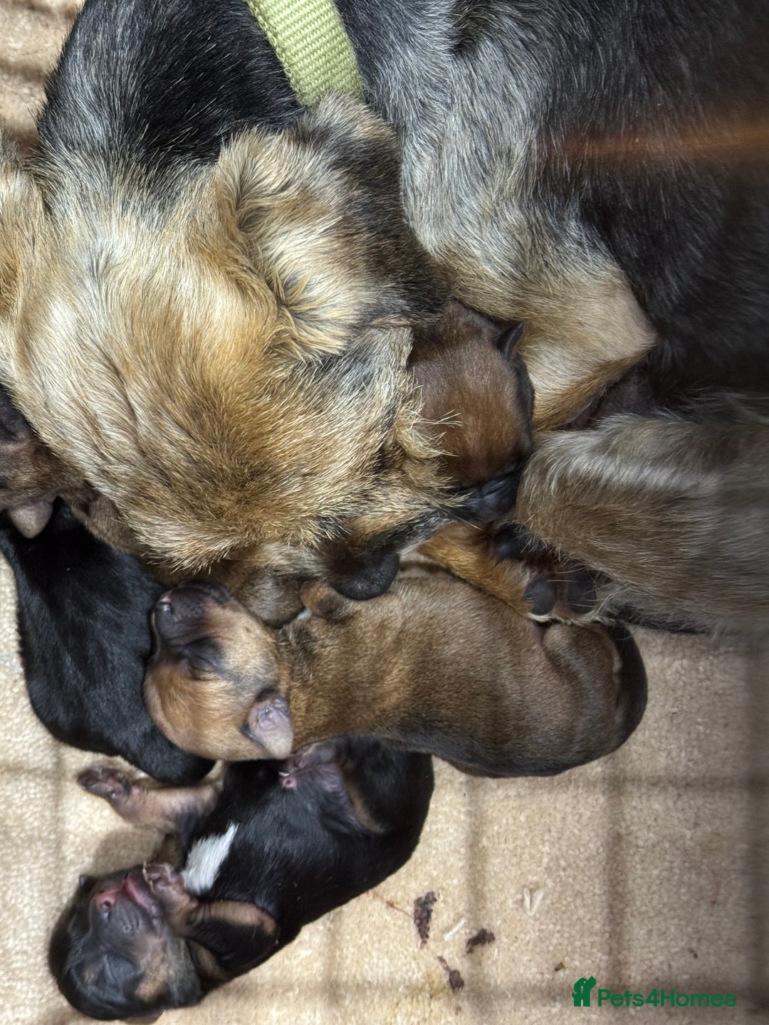 Mixed Breed dogs for sale: Border Terrier x Lakeland Terrier pups - Image 11