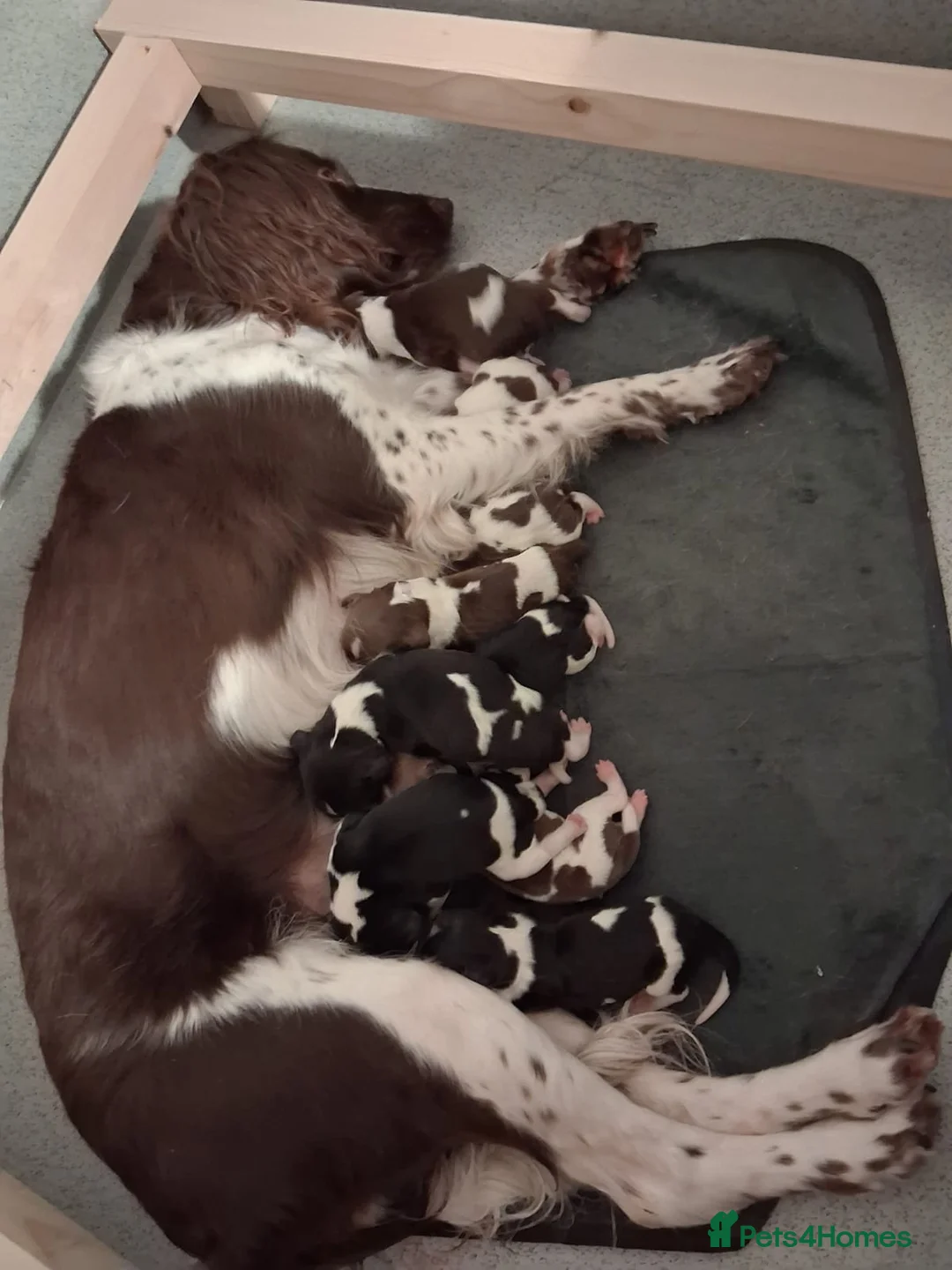 English Springer Spaniel dogs for stud: Stunning KC Stud, Proven, Health and DNA Tested. in Wigan - Advert 17