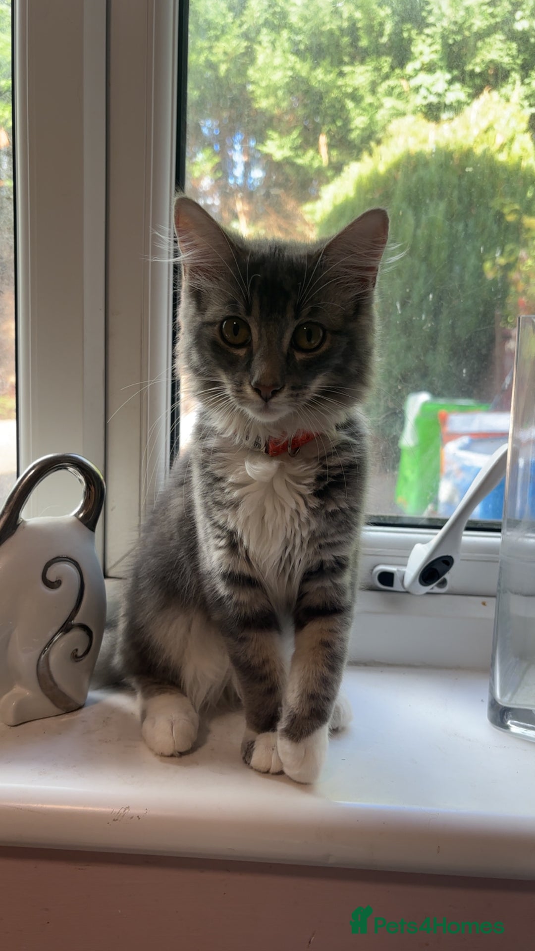 Mixed Breed cats for sale: Sad rehoming of our beloved Kevin - Advert 3