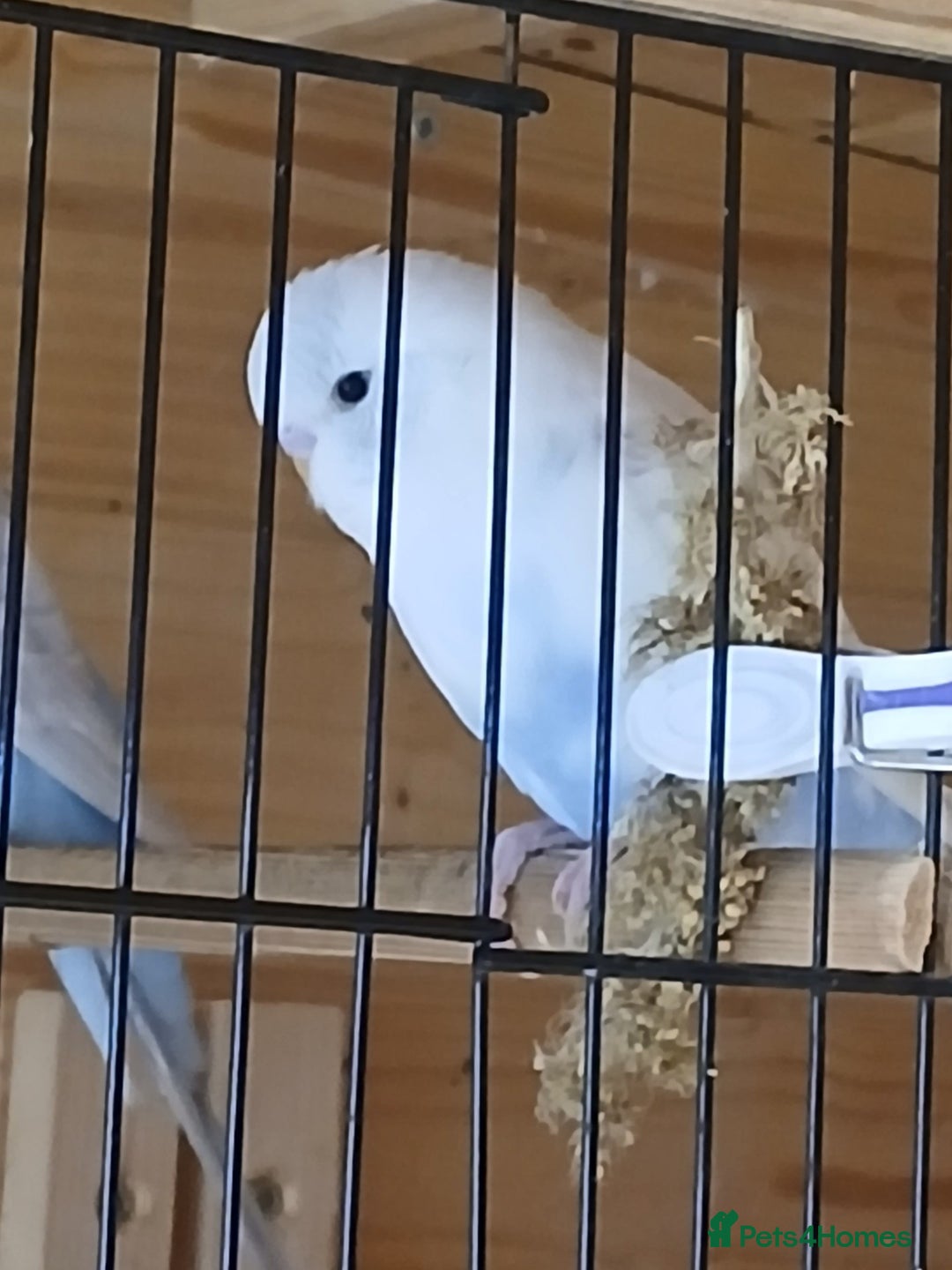 Budgerigars birds for sale: Beautiful baby budgies ready for rehoming - Image 6