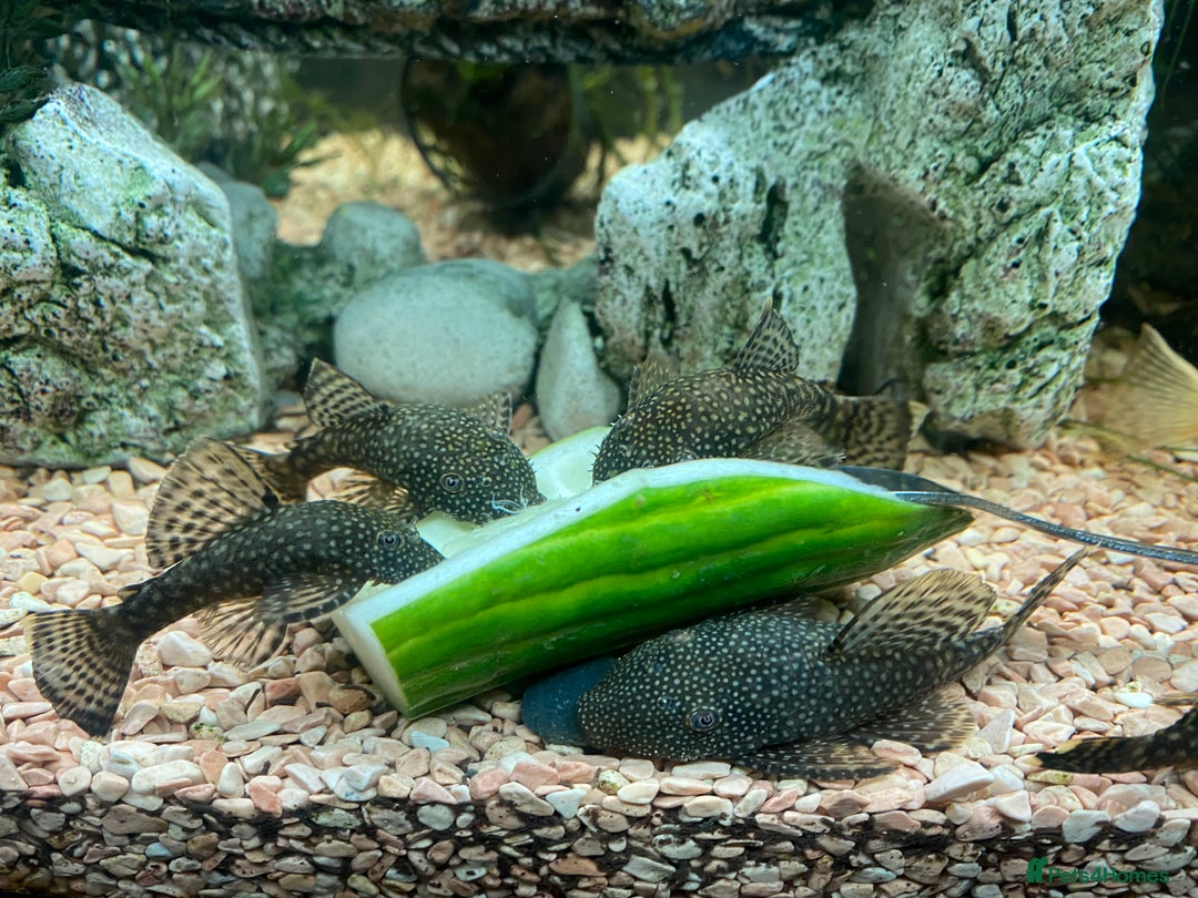 Plecos fish for sale: All different sizes  - Image 2