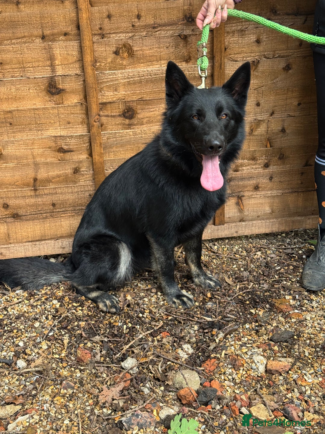 German Shepherd dogs for sale: Luna - one year old - GSD - needs home - Image 2