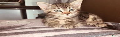 British Shorthair 2
