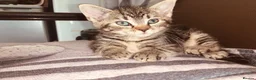 British Shorthair cats for sale: Lovely adorable Kittens FOR SALE Mixed Newquay  - Advert 6