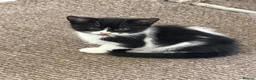 Mixed Breed cats for sale: Adorable kittens for sale - Advert 4