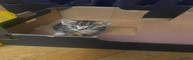 Bengal Kitten 1