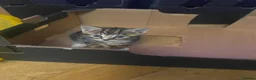 Bengal cats for sale: Bengal crossed kittens  - Advert 7
