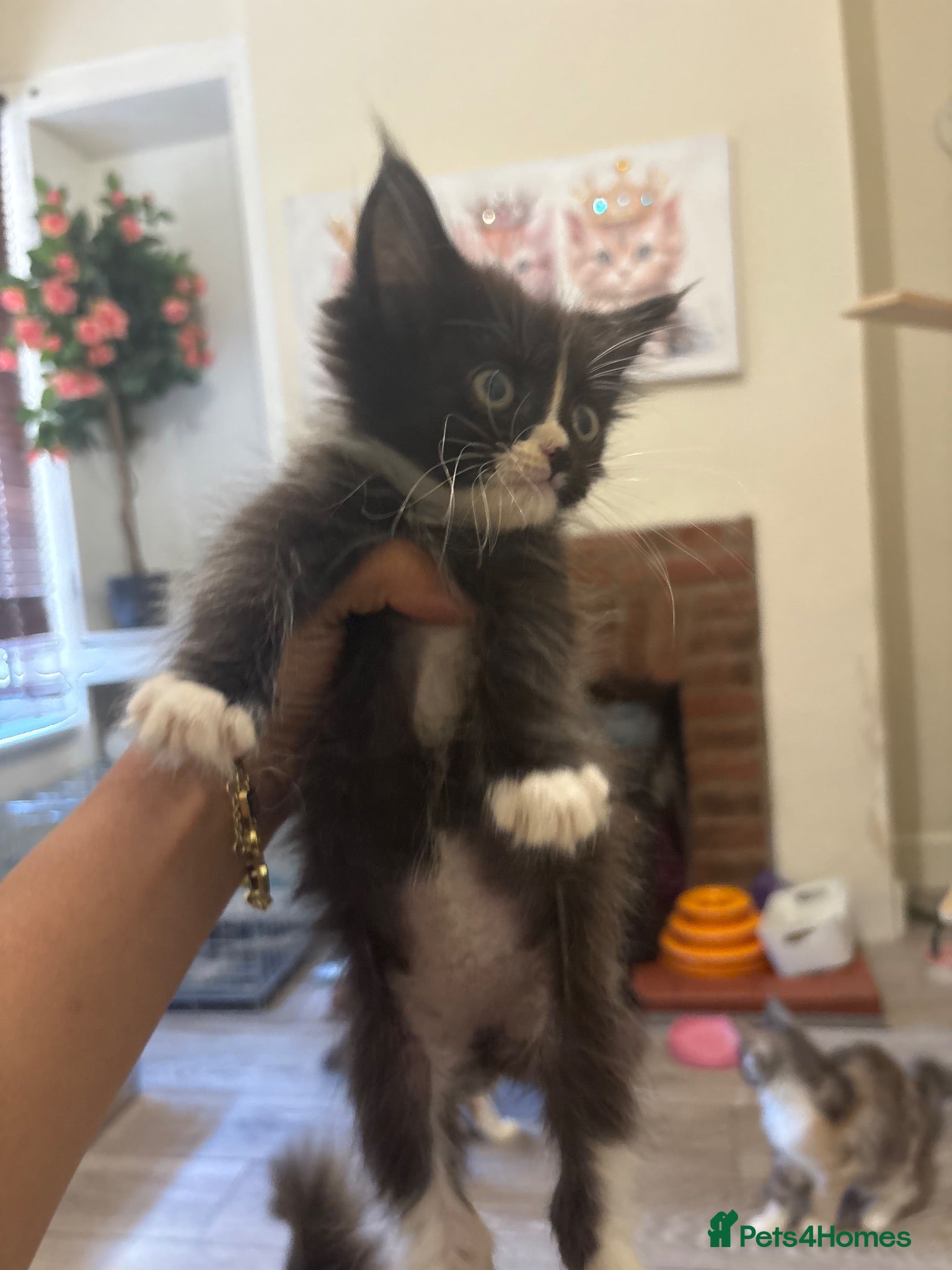 Maine Coon cats Maincoon kittens READY TO GO - Advert 2