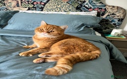British Shorthair cats for sale: Ginger British Short Hair in Need of a Loving Home - Image 5