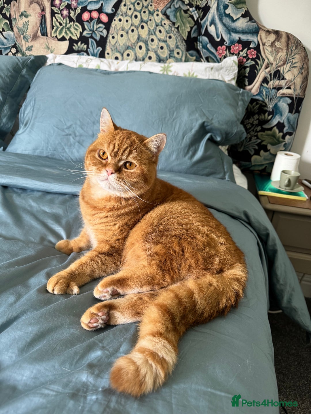 British Shorthair cats for sale: Ginger British Short Hair in Need of a Loving Home - Image 5