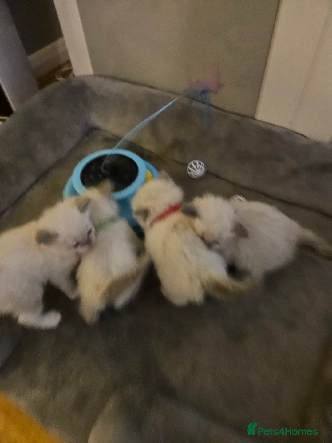 Ragdoll cats for sale: Baby girl and boy ragdoll kittens - Advert 16